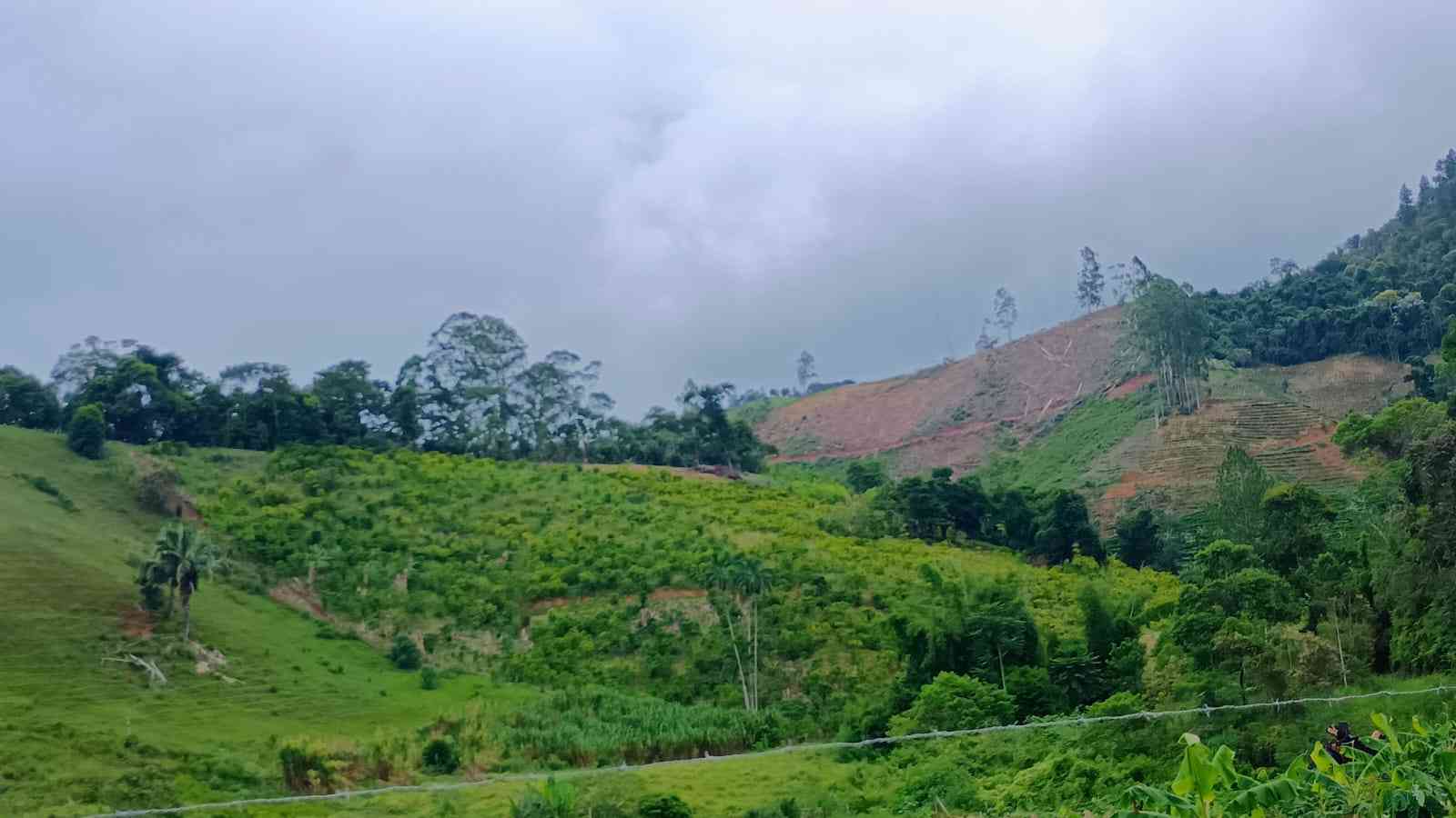 Terreno com Estufa
