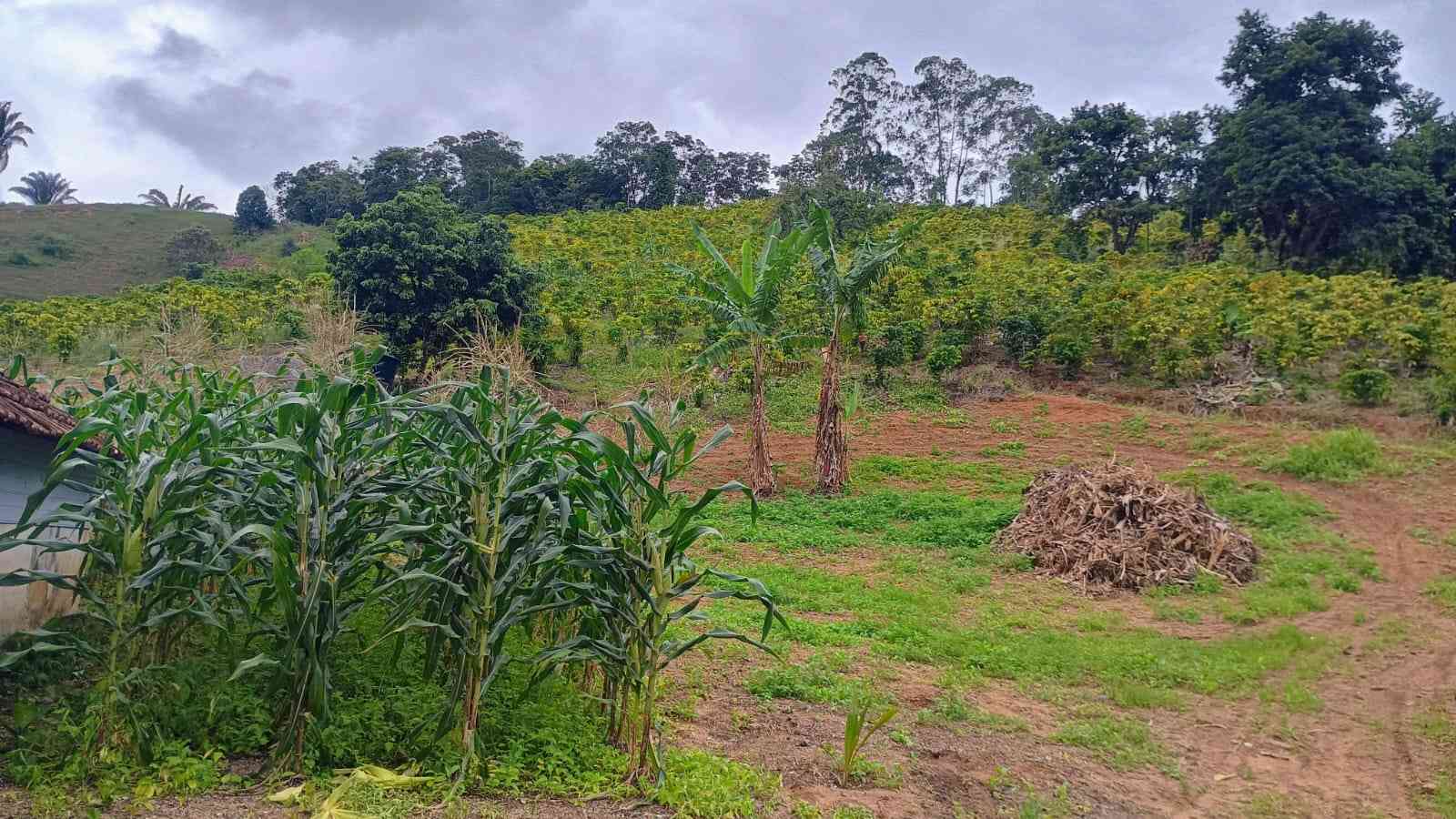 Terreno com Estufa