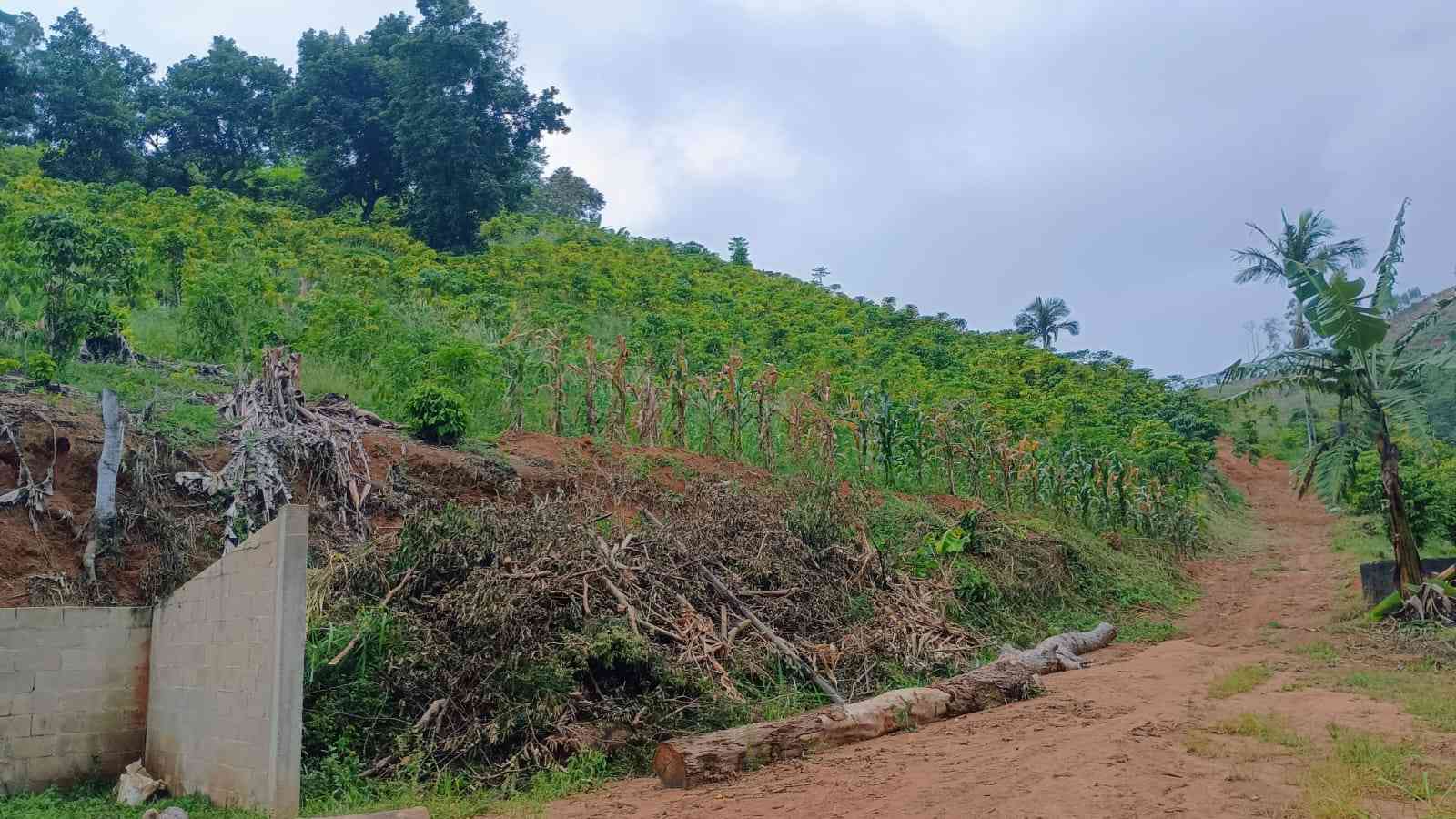 Terreno com Estufa