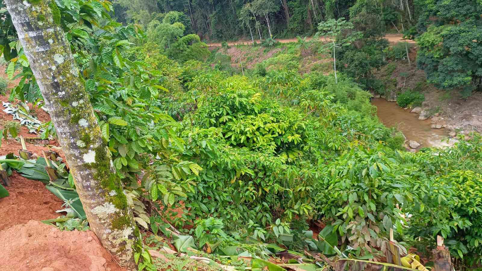 Terreno com Estufa