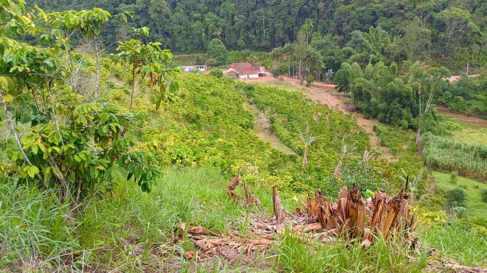 Terreno com Estufa