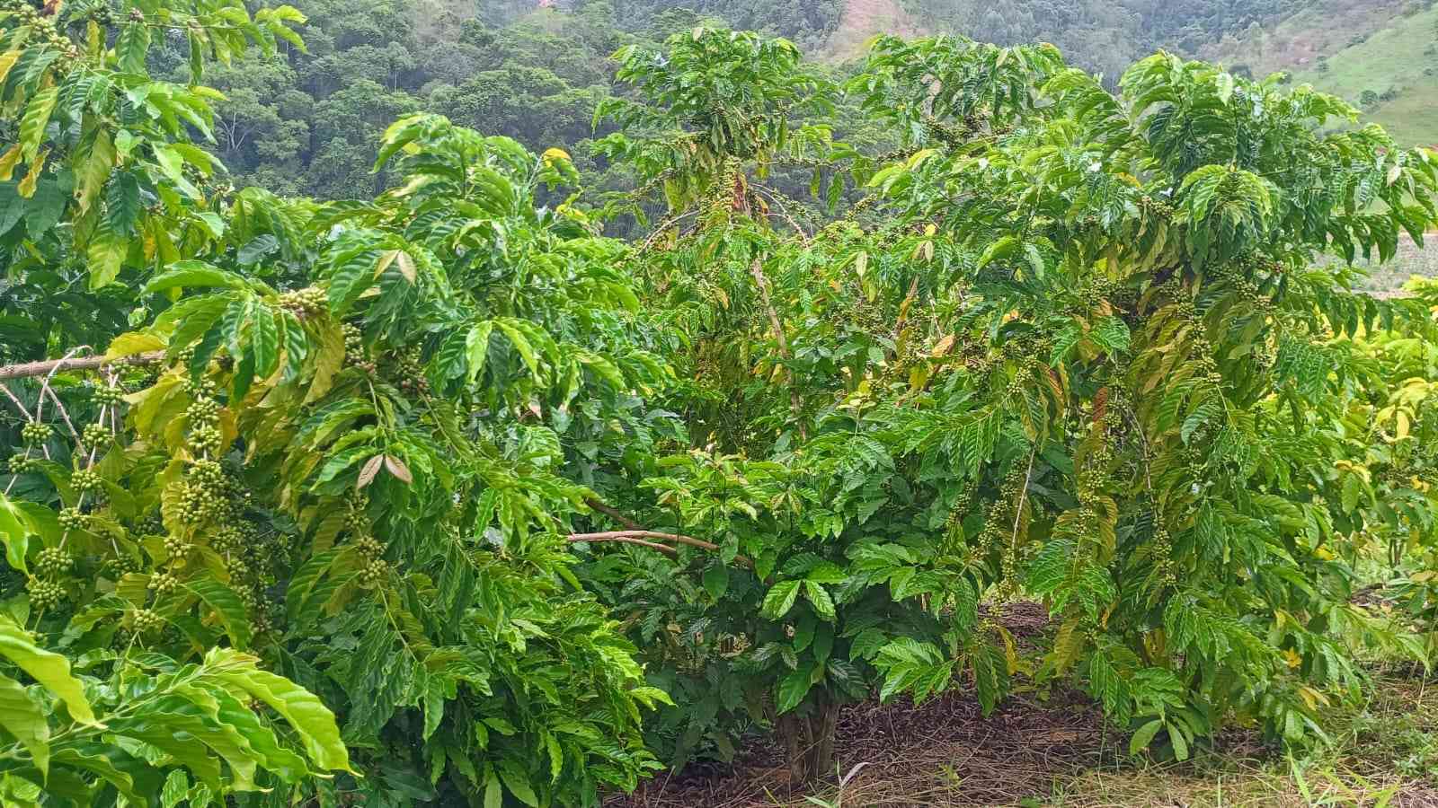 Terreno com Estufa