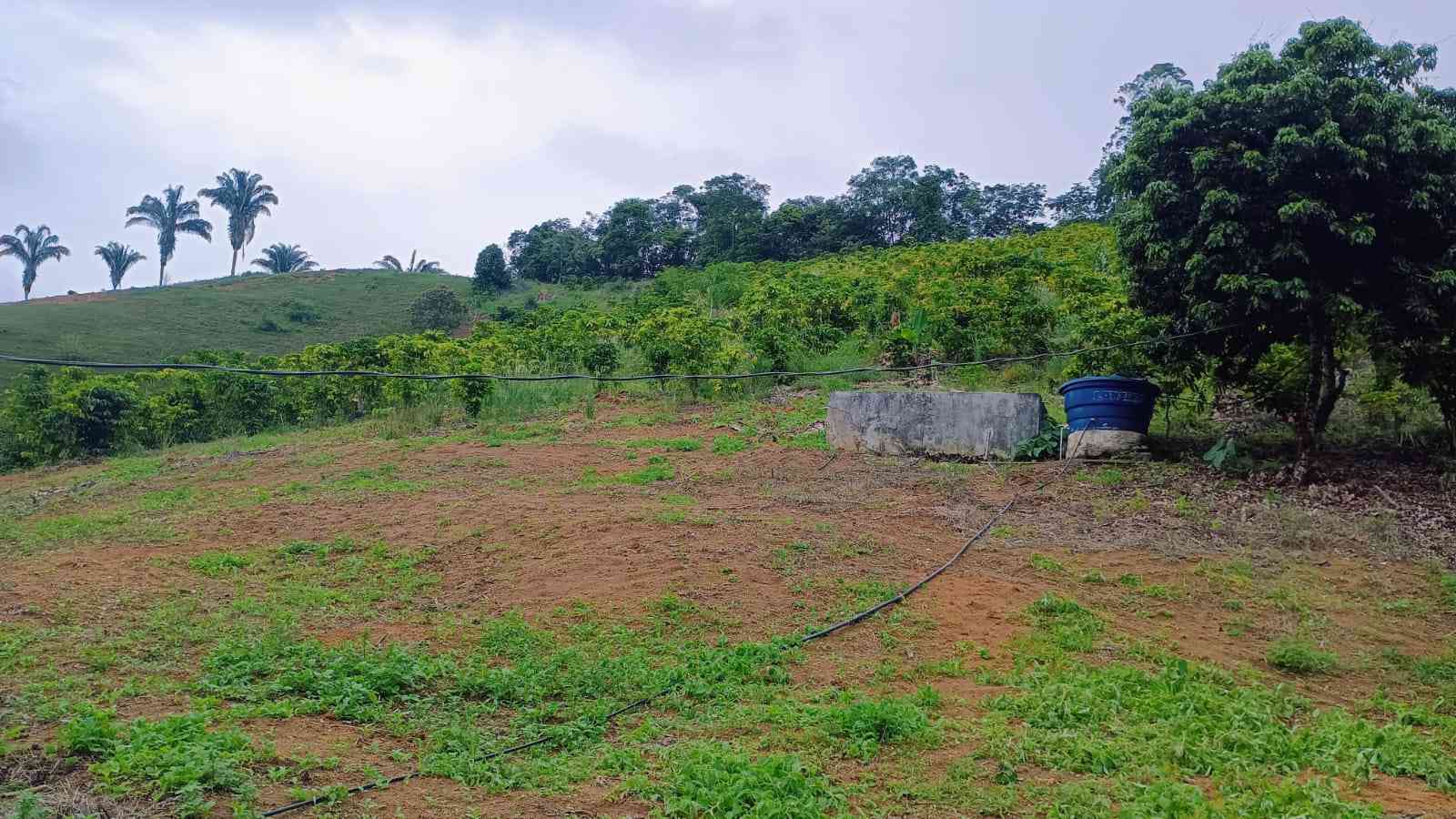 Terreno com Estufa