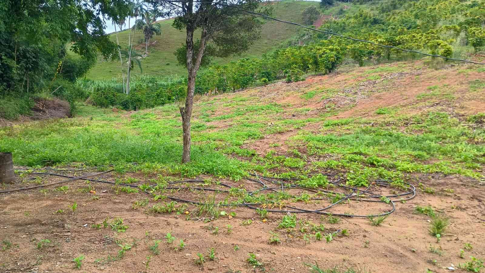 Terreno com Estufa