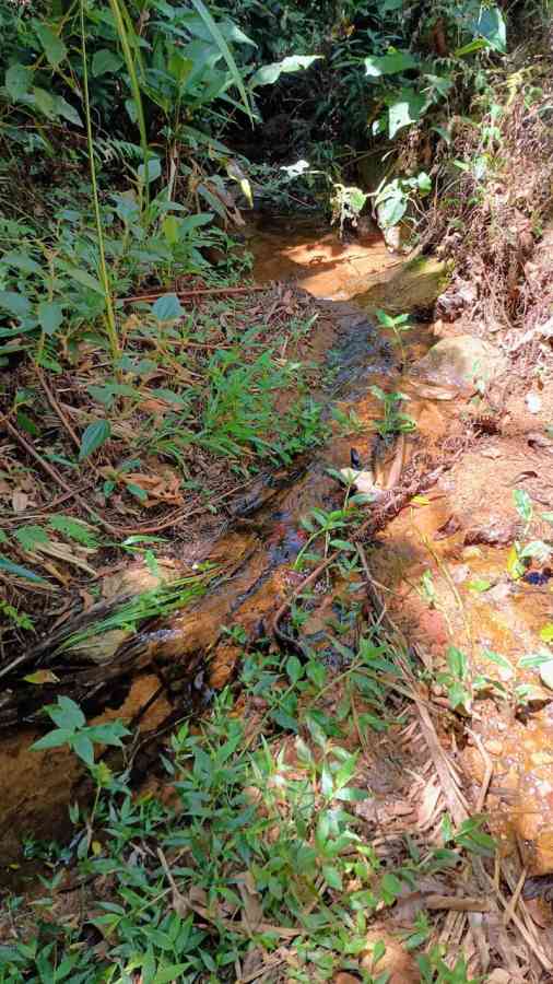 Terreno com Lagoa e Frutas