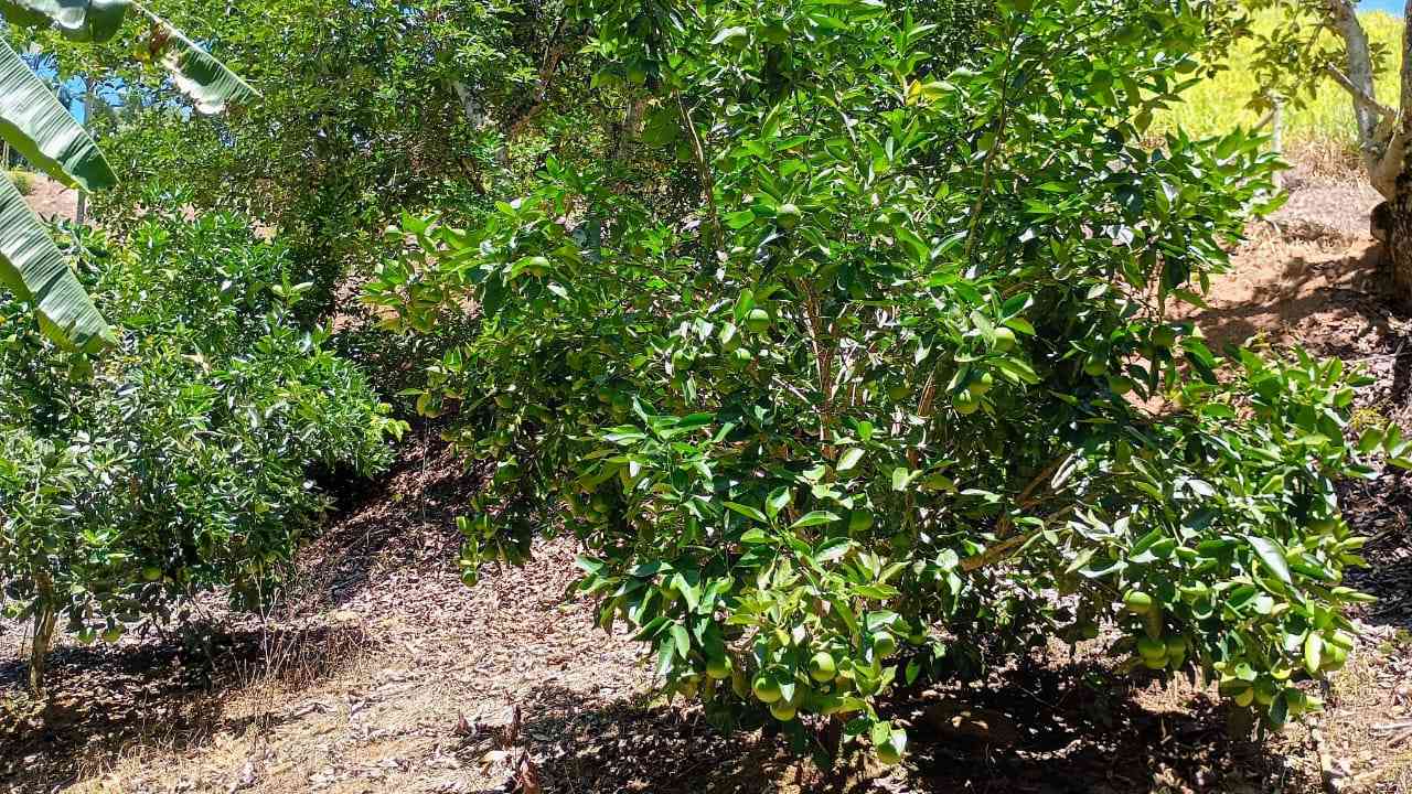 Terreno com Lagoa e Frutas