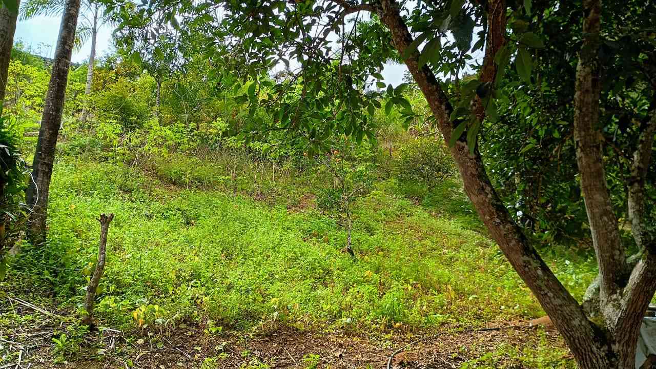 Terreno com Casa Simples