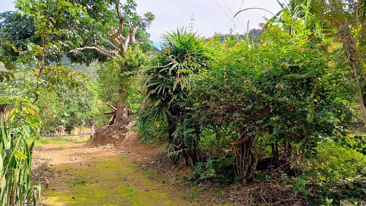 Terreno com Casa Simples