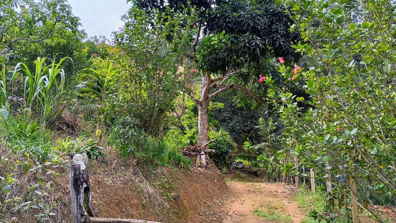 Terreno com Casa Simples