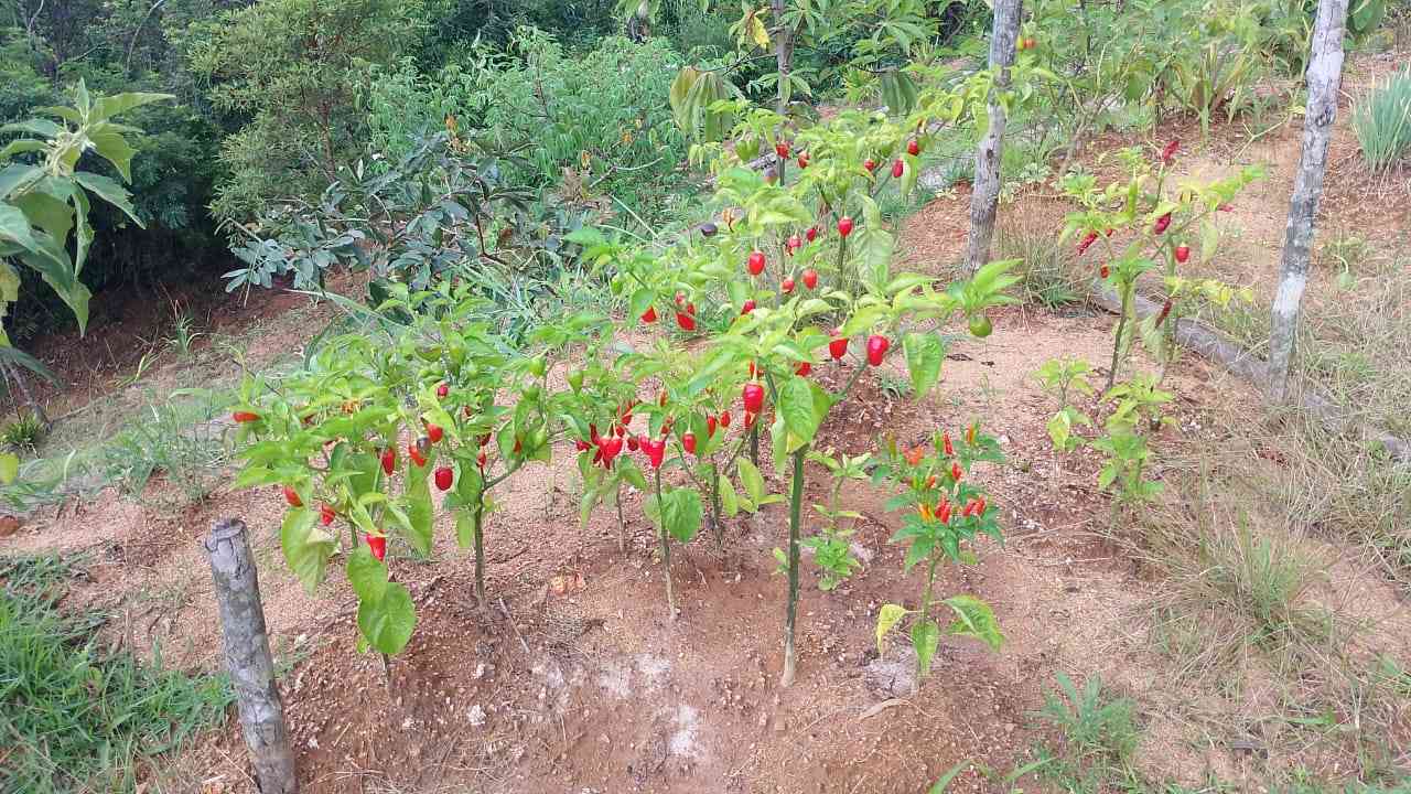 TERRENO À VENDA – GUIOMAR | VARGEM ALTA/ES