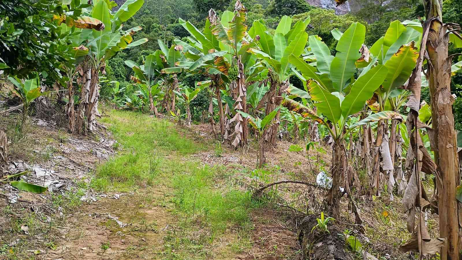 Terreno com Cachoeira
