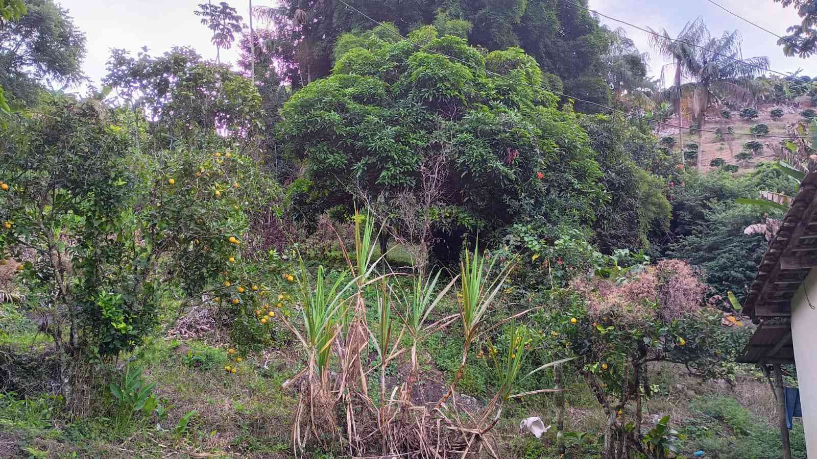 Terreno com Casa e Nascente