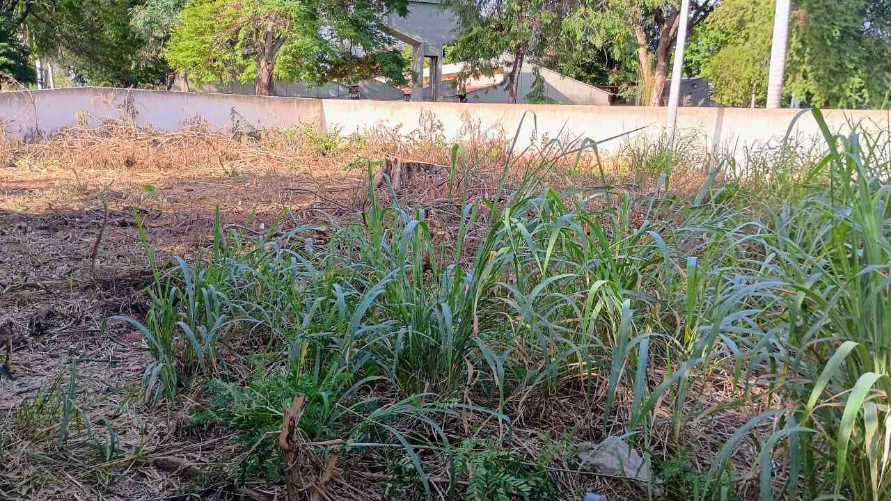 Terreno